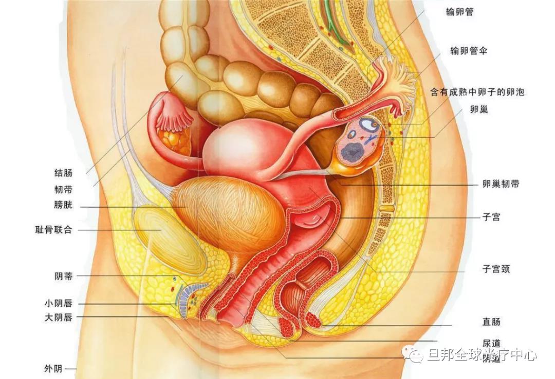 暖宫对女人有多重要？暖宫法宝脐光宝(图3)